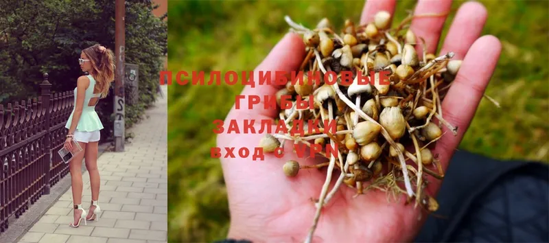 как найти   Астрахань  мега ССЫЛКА  Галлюциногенные грибы Psilocybe 