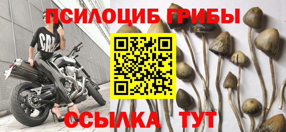 Галлюциногенные грибы Psilocybine cubensis Астрахань
